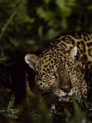 Classic Expeditons Belize Tours (1) Classic Expeditons Belize Tours (1)