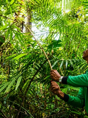 belize-rainforest-jungle-guide